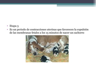 • Etapa 3
• Es un periodo de contracciones uterinas que favorecen la expulsión
de las membranas fetales a los 15 minutos de nacer un cachorro
 