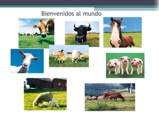 Bienvenidos al mundo
 