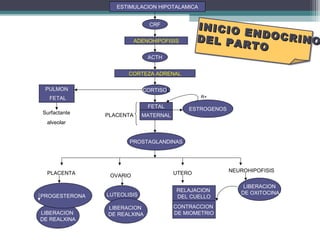 LIBERACION
DE OXITOCINALUTEOLISIS
LIBERACION
DE REALXINA
PROGESTERONA
ESTROGENOS
ACTH
CRF
ESTIMULACION HIPOTALAMICA
ADENOHIPOFISIS
CORTEZA ADRENAL
PULMON
FETAL
FETAL
MATERNAL
CORTISOL
PLACENTASurfactante
alveolar
R+
PROSTAGLANDINAS
PLACENTA OVARIO UTERO NEUROHIPOFISIS
LIBERACION
DE REALXINA
RELAJACION
DEL CUELLO
CONTRACCION
DE MIOMETRIO
INICIO ENDOCRINO
INICIO ENDOCRINODEL PARTO
DEL PARTO
 