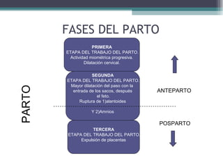 FASES DEL PARTO
PRIMERA
ETAPA DEL TRABAJO DEL PARTO.
Actividad miométrica progresiva.
Dilatación cervical.
SEGUNDA
ETAPA DEL TRABAJO DEL PARTO.
Mayor dilatación del paso con la
entrada de los sacos, después
el feto.
Ruptura de 1)alantoides
Y 2)Amnios
TERCERA
ETAPA DEL TRABAJO DEL PARTO.
Expulsión de placentas
ANTEPARTO
PARTO
POSPARTO
 