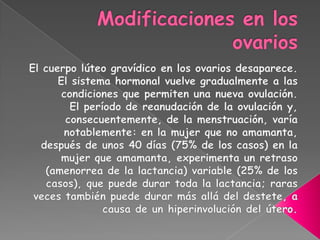 Modificaciones en los ovarios<br />El cuerpo lúteo gravídico en los ovarios desaparece. El sistema hormonal vuelve gradual...