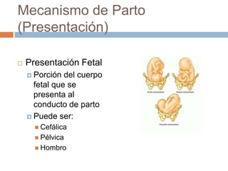 Mecanismo de Parto
(Presentación)

   Presentación Fetal
     Porción  del cuerpo
      fetal que se
      presenta al
 ...
