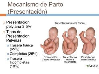 Mecanismo de Parto
    (Presentación)
   Presentacion
    pelviana 3.5%
   Tipos de
    Presentacion
    Pelvinas
     ...