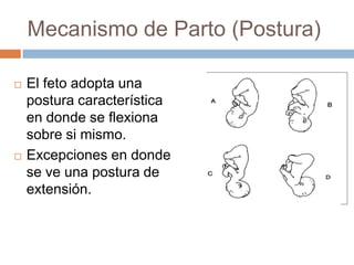 Mecanismo de Parto (Postura)

   El feto adopta una
    postura característica
    en donde se flexiona
    sobre si mism...