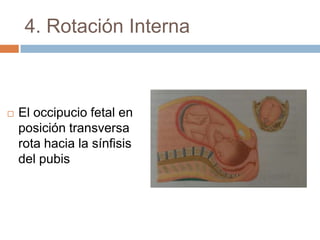4. Rotación Interna



   El occipucio fetal en
    posición transversa
    rota hacia la sínfisis
    del pubis
 