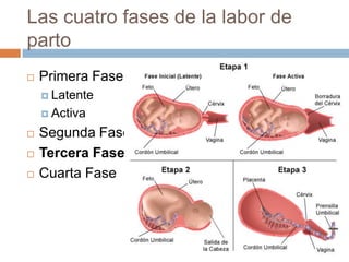 Las cuatro fases de la labor de
parto
   Primera Fase
     Latente

     Activa

   Segunda Fase
   Tercera Fase
   ...