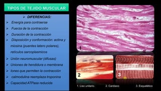  DIFERENCIAS:
 Energía para contraerse
 Fuerza de la contracción
 Duración de la contracción
 Disposición y conformación: actina y
miosina (puentes latero polares),
retículos sarcoplasmicos
 Unión neuromuscular (difusas)
 Uniones de hendidura o membrana
 Iones que permiten la contracción
 calmodulina reemplaza troponina
 Capacidad ATPasa reducida
1
3
2
1. Liso unitario. 2. Cardiaco 3. Esquelético
 