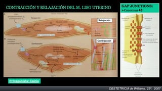 Contracción
Relajación
OBSTETRICIA de Williams, 23ª. 2007
GAP JUNCTIONS:
Conexinas 43
Protagonista: Calcio
 