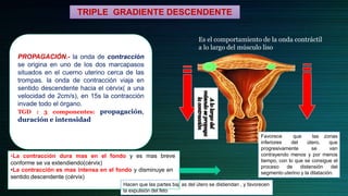 PROPAGACIÓN.- la onda de contracción
se origina en uno de los dos marcapasos
situados en el cuerno uterino cerca de las
trompas. la onda de contracción viaja en
sentido descendente hacia el cérvix( a una
velocidad de 2cm/s), en 15s la contracción
invade todo el órgano.
TGD : 3 componentes: propagación,
duración e intensidad
TRIPLE GRADIENTE DESCENDENTE
Es el comportamiento de la onda contráctil
a lo largo del músculo liso
Favorece
inferiores
progresivamente
que las zonas
del útero, que
se van
contrayendo menos y por menos
tiempo, con lo que se consigue el
proceso de distensión del
segmento uterino y la dilatación.
•La contracción dura mas en el fondo y es mas breve
conforme se va extendiendo(cérvix)
•La contracción es mas intensa en el fondo y disminuye en
sentido descendente (cérvix)
Hacen que las partes baj as del útero se distiendan , y favorecen
la expulsión del feto
 