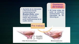 • Aumento de la intensidad
y frecuencia de las
contracciones de
Braxton-Hicks, estas
ocupan una porción
mayor del miometrio,
prod modificaciones en el
cuello uterino.
Pre trabajo
• 48 horas antes del
parto se producen
contracciones con
intensidad de 20-
30mmHg en
Comienzo
del trabajo
 