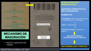 MECANISMO DE
MADURACIÓN
TEJIDO CONJUNTIVO
(REMODELACION)
Composicion: colagena II,III y IV.
GAG y Proteoglicanos.
CAMBIOS EN:
COLAGENO: MMP, Cambios biomecanicos
y de lisiloxidasa que solubilidad.
+
GAG: hialuronidasas.
+
de decorina y
PROTEOGLICANOS:
biglucano.
DESCOMPACTAMIENTO Y
DESORGANIZACION DE FIBRILLAS.
DISTENSIBILIDAD CERVICAL
Antes de la maduración
Durante de la
maduración
OBSTETRICIA de Williams, 23ª. 2007
 Síntesis y organización del
colágeno
 