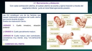 2.1 Borramiento y dilatación
Con cada contracción uterina, el cuerpo uterino se acorta y ejerce tracción a través del
segmento inferior junto el móvil fetal ejerciendo presión.
Las CU constituyen uno de los factores que
causan maduración progresiva del cuello uterino
que ocurre durante el parto:
Grados de maduración Cérvix:
GRADO I: Cuello inmaduro, situación
posterior
 GRADO II: Cuello parcialmente maduro.
GRADO III: Cuello maduro ,bien cantralizado,
consistencia muy blanda ,long 1cm,dehiscente
2-3 cm
 COMIENZO DEL PARTO:
 