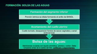 Acortamiento del cuello uterino
Cuello borrado, desaparecen fondos de sacos vaginales y canal
endocervical.
Bolsa de las aguas:
Membranas ovulares con liquido amniótico: amnios y corion. Debe
romperse antes de la salida del feto, artificial o espontaneo.
Formación del segmento inferior
Porción ístmica se dilata formando el anillo de BANDL
 