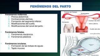 • Fenómenos maternos.
1. Prensa abdominal.
2. Contracciones uterinas.
3. Formación del segmento inferior.
4. Modificaciones del cuello.
5. Modificaciones del canal del parto.
• Fenómenos fetales.
1. Fenómenos mecánicos
2. Fenómenos plásticos
• Fenómenos ovulares.
1. Formación de las bolsas de aguas
2. Tapón mucoso
10 cm
 