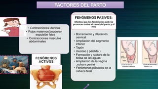 • Contracciones uterinas
• Pujos maternos(cooperan
expulsión feto)
• Contracciones músculos
abdominales
• Borramiento y dilatación
cervical
• Ampliación del segmento
inferior
• Tapón
• mucoso ( pérdida )
• Formación y ruptura de la
bolsa de las aguas
• Ampliación de la vagina
,vulva y periné
• Fenómenos plásticos de la
cabeza fetal
 
