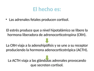 El hecho es:
• Las adrenales fetales producen cortisol.
El estrés produce que a nivel hipotalámico se libere la
hormona liberadora de adrenocorticotropina (CRH).
La CRH viaja a la adenohipófisis y se une a su receptor
produciendo la hormona adenocorticotrópica (ACTH).
La ACTH viaja a las glándulas adrenales provocando
que secreten cortisol.
 