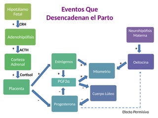 Hipotálamo
Fetal
Adenohipófisis
Corteza
Adrenal
Estrógenos
Placenta
PGF2α
Miometrio
Cuerpo Lúteo
Oxitocina
Neurohipófisis
Materna
CRH
ACTH
Cortisol
+
+
+ +
-
+
-
+
+
-
-
+
+
Progesterona
Placenta
Efecto Permisivo
Eventos Que
Desencadenan el Parto
 