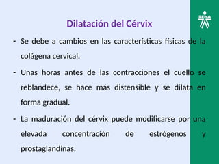 Dilatación del Cérvix
- Se debe a cambios en las características físicas de la
colágena cervical.
- Unas horas antes de las contracciones el cuello se
reblandece, se hace más distensible y se dilata en
forma gradual.
- La maduración del cérvix puede modificarse por una
elevada concentración de estrógenos y
prostaglandinas.
 