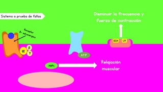 Sistema a prueba de fallas
AT P
AMPc
β
γα
LHGCH
Disminuir la frecuencia y
fuerza de contracción
Relajación
muscular
 