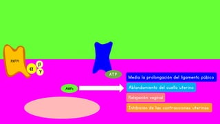 AT P
AMPc
β
γα
RXFP1
Inhibición de las contracciones uterinas
Media la prolongación del ligamento púbico
Ablandamiento del cuello uterino
Relajación vaginal
 