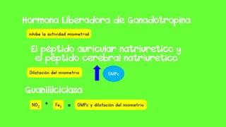 Hormona Liberadora de Gonadotropina
inhibe la actividad miometrial
El péptido auricular natriuretico y
el péptido cerebral natriuretico
Dilatación del miometrio GMPc
Guanililciclasa
NO2
+ Fe3 = GMPc y dilatación del miometrio
 