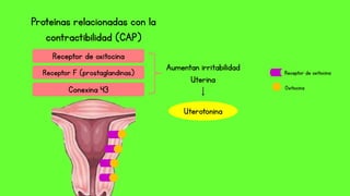 Proteínas relacionadas con la
contractibilidad (CAP)
Receptor de oxitocina
Receptor F (prostaglandinas)
Conexina 43
Aumentan irritabilidad
Uterina
Uterotonina
Receptor de oxitocina
Oxitocina
 