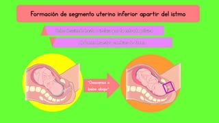 Formación de segmento uterino inferior apartir del istmo
“Descenso o
bebe abajo”
 