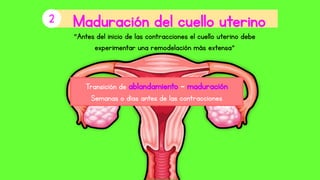 2
“Antes del inicio de las contracciones el cuello uterino debe
experimentar una remodelación más extensa”
Transición de ablandamiento - maduración
Semanas o días antes de las contracciones
 