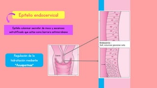 Epitelio endocervical
Epitelio columnar secretor de moco y escamoso
estratificado que actúa como barrera antimicrobiana
Regulación de la
hidratación mediante
“Acuaporinas”
 