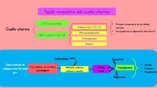 Tejido conjuntivo del cuello uterino
Cuello uterino
• Principal componente de las células
uterinas
• Encargado de su disposición estructural
Cada molécula de
colágena esta formada
por:
Tres cadenas, se envuelven
–procolagena-
Múltiples cadenas
-enlaces cruzados-
 
