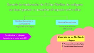 Dispersión de las fibrillas de
colágeno
 Perdida de integridad de tejido
 Aumento de su distensibilidad
Solubilidad de la colágena:
Aumenta en la maduración CU
 