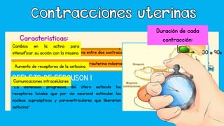 Tono basal: presión intrauterina mínima entre dos contracciones
Características:
Intensidad: diferencia entre la presión intrauterina máxima –tono basal
Frecuencia: número de contracciones
Duración: periodo en segundos desde el comienzo al final de la
contracción
Cambios en la actina para
intensificar su acción con la miosina
ADP
P
1 Fibra en reposo
2 El puente se
une a la actina
Puente
ADP
P
El Pi unido se libera;
generando cambio
conformacional en
la miosina
3
4 Se genera el golpe de
energía al liberarse el
ADP.
5 Se une un nuevo ATP a la
cabeza de miosina
Esto permite la separación
de la miosina con la actina
ADP
P
ATP
El ATP se hidroliza y el
fosfato se une a la miosina.
6
Aumento de receptores de la oxitocina
REFLEJO DE FERGUSON 1
“La distensión progresiva del útero estimula los
receptores locales que por vía neuronal estimulan los
núcleos supraópticos y paraventriculares que liberarían
oxitocina”
Comunicaciones intracelulares
Duración de cada
contracción:
30 a 90s
 