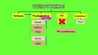 Oxitocina Prostaglandinas PAF Endotelina 1
Amnión
Corion
PGHS-2
PGDH
Parto
PGE2
↑Ca²ᶧ
PAF-acetilhidrolasa
↑Ca²ᶧ
 