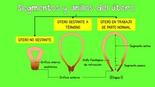 ÚTERO NO GESTANTE
ÚTERO GESTANTE A
TÉRMINO
ÚTERO EN TRABAJO
DE PARTO NORMAL
Orificio interno
anatómico
Orificio externo
Anillo fisiológico
de retracción
Segmento activo
Segmento pasivo
(Etapa 1)
 