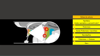 Cambios fisiológicos
Oxitocina
• ↑ Receptores de oxitocina en
miometrio, hasta 50 veces
• ↑ Receptores de oxitocina en
decidua para ↑ síntesis de
prostaglandinas
Prostaglandinas
• Síntesis de oxitocina
directamente en tejidos
deciduales
Hipotálamo
(núcleo supraóptico y paraventricular)
Prohormona
Axones: Prohormona + neurofisina
Neurohipófisis
Prohormona --> Oxitocina
Útero
Síntesis de oxitocina
 