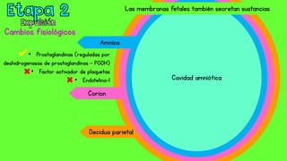 Cambios fisiológicos
Las membranas fetales también secretan sustancias
Decidua parietal
Corion
Amnios
Cavidad amniótica
• Prostaglandinas (reguladas por
deshidrogenasas de prostaglandinas – PGDH)
• Factor activador de plaquetas
• Endotelina-1
 