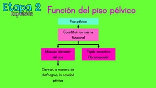 Función del piso pélvico
Constituir un cierre
funcional
Piso pélvico
Músculo elevador
del ano
Tejido conectivo
fibromuscular
Cierran, a manera de
diafragma, la cavidad
pélvica
 