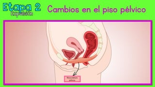 Cambios en el piso pélvico
 