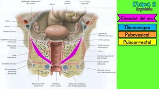Pubovesical
Pubcorrectal
Iliococcígeo
Elevador del ano
 
