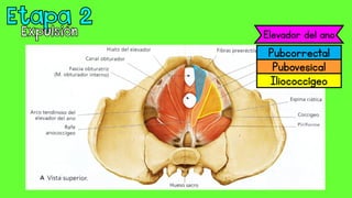 Pubovesical
Pubcorrectal
Iliococcígeo
Elevador del ano
 