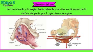 Elevador del ano
Retrae el recto y la vagina hacia adelante y arriba, en dirección de la
sínfisis del pubis, por lo que cierra la vagina
 