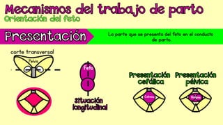 La parte que se presenta del feto en el conducto
de parto.
corte transversal
 