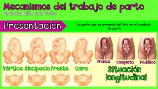 La parte que se presenta del feto en el conducto
de parto.
 