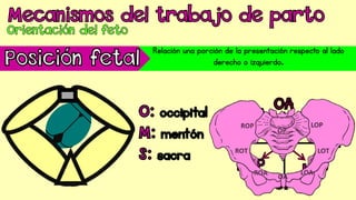 Relación una porción de la presentación respecto al lado
derecho o izquierdo.
 