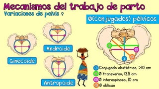 Conjugado obstétrico, ˃10 cm
Ø transverso, 13.5 cm
Ø interespinoso, 10 cm
Ø oblicuo
 