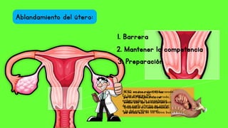 Ablandamiento del útero:
1. Barrera
2. Mantener la competencia
3. Preparación
En las mujeres NO
embarazadas la consistencia
de su cuello uterino es similar
a la del cartílago nasal
PERO en una mujer embarazada
para el final de este periodo, el
cuello uterino se distiende con
facilidad y su consistencia es
parecida a la de los labios bucales
A los médicos de 1895 les
permitió diagnosticar el
embarazo aproximadamente
a las cuatro o seis semanas
de embarazo.
 