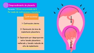 Desprendimiento de placenta
1- Contracción uterina
2- Disminución de área de
implantación placentaria
3- Separación por desproporción
entre tamaño placentario
inalterado y tamaño reducido de
sitio de implantación
Duración: 4-8 min con promedio de 6.
Por medio de: contracciones y hematoma
Contracciones
 