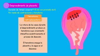 Hematoma
retroplacentario
Desprendimiento de placenta
Duración de tiempo corporal: 4-8 min con promedio de 6.
Por medio de: contracciones y hematoma
La rotura de los vasos durante
el desprendimiento produce un
hematoma cuyo crecimiento
intensifica excéntricamente el
proceso de disección.
El hematoma empuja la
placenta y la sigue en el
descenso
 