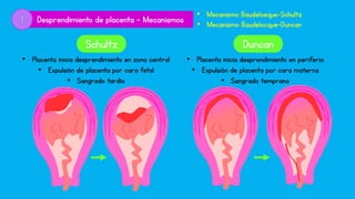 Desprendimiento de placenta - Mecanismos
• Mecanismo Baudeloeque-Schultz
• Mecanismo Baudelocque-Duncan
Schultz Duncan
• Placenta inicia desprendimiento en zona central
• Expulsión de placenta por cara fetal
• Sangrado tardío
• Placenta inicia desprendimiento en periferia
• Expulsión de placenta por cara materna
• Sangrado temprano
 