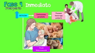 Inmediato
OXITOCINA
Contracciones
persistente
Previenen
hemorragia
postparto
Vínculo
Maternoneonatal
 